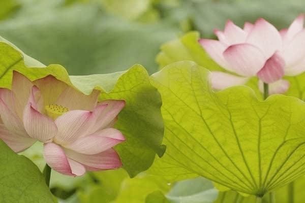 苹果9什么时候上市，苹果9什么时候上市的