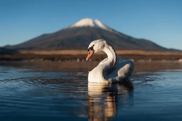醒图怎么ai换动漫脸，醒图如何变动漫